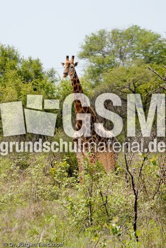 Giraffe (2 von 94).jpg